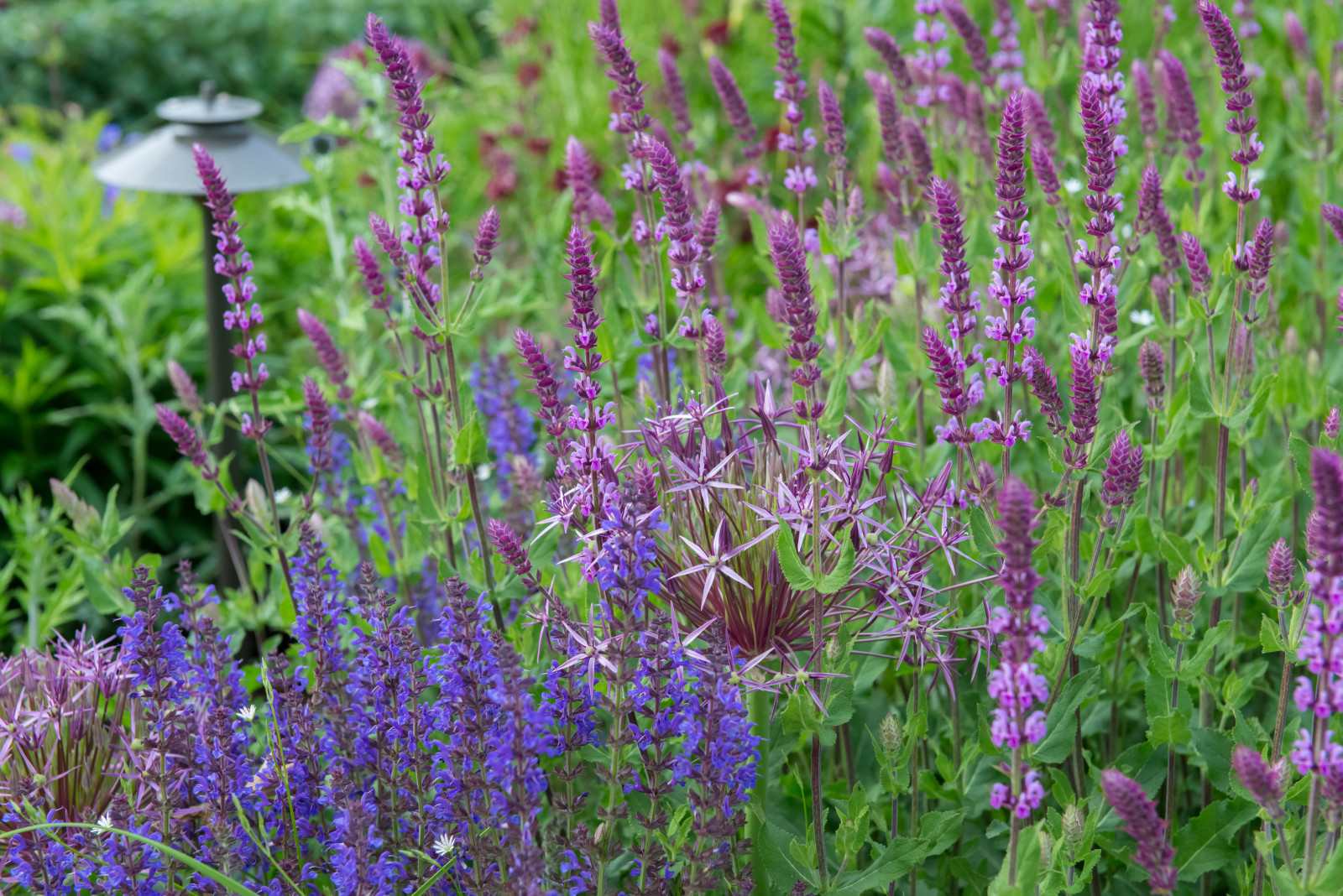 Многолетники