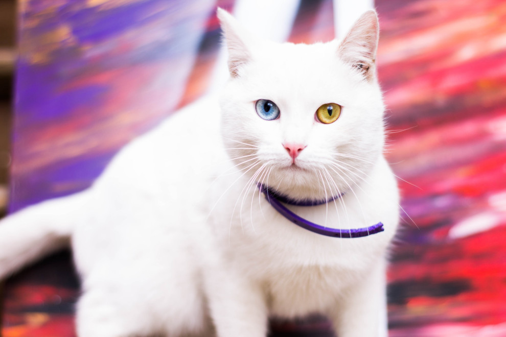 Обложка проекта: Абстрактная картина