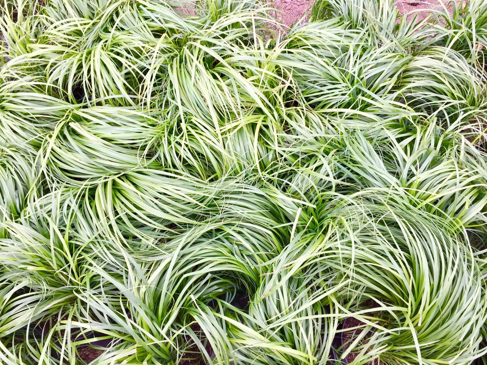 Русские Забавы