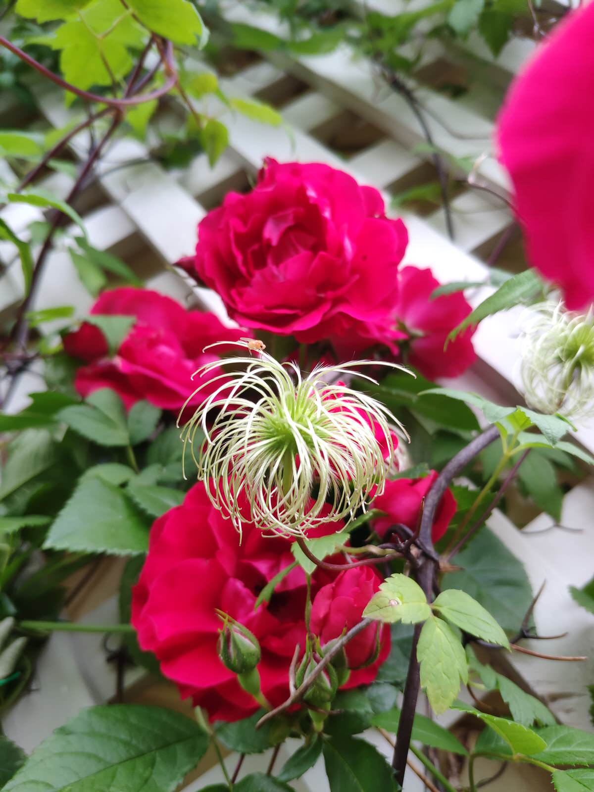 "Экспериментальный" сад любителя растений