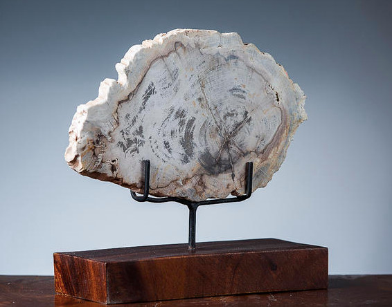 Обложка проекта: FAY окаменелое дерево