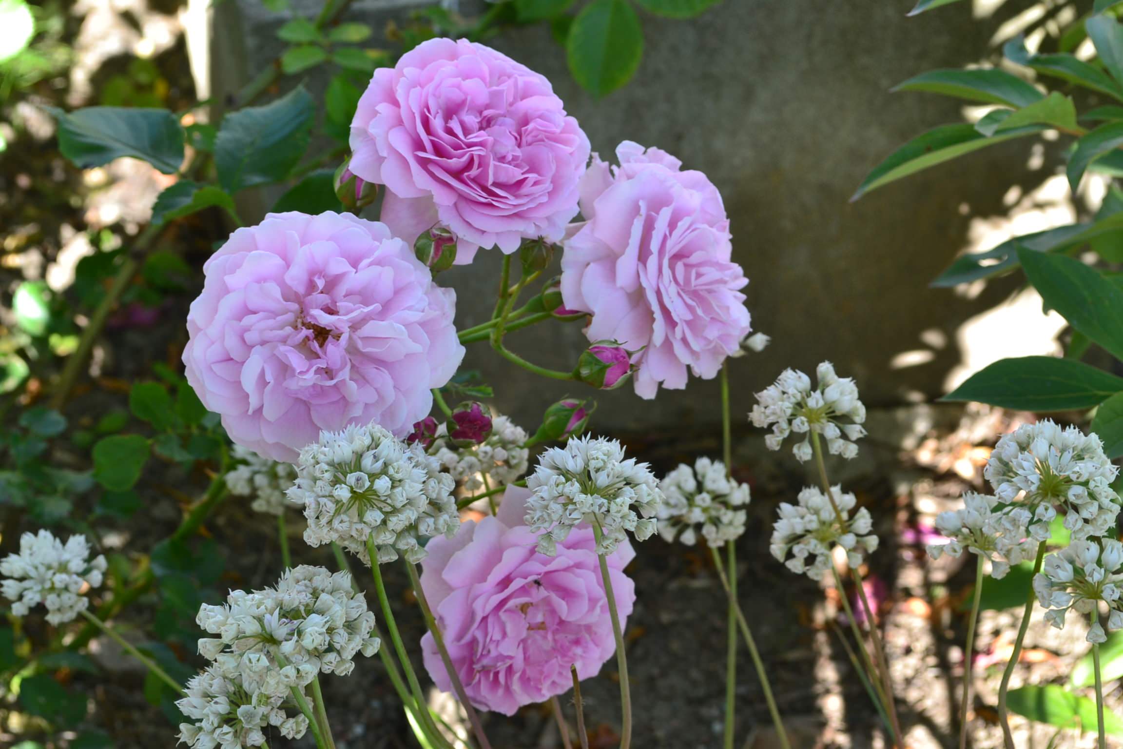 Проект недели: «Сад парфюмера» под Калининградом