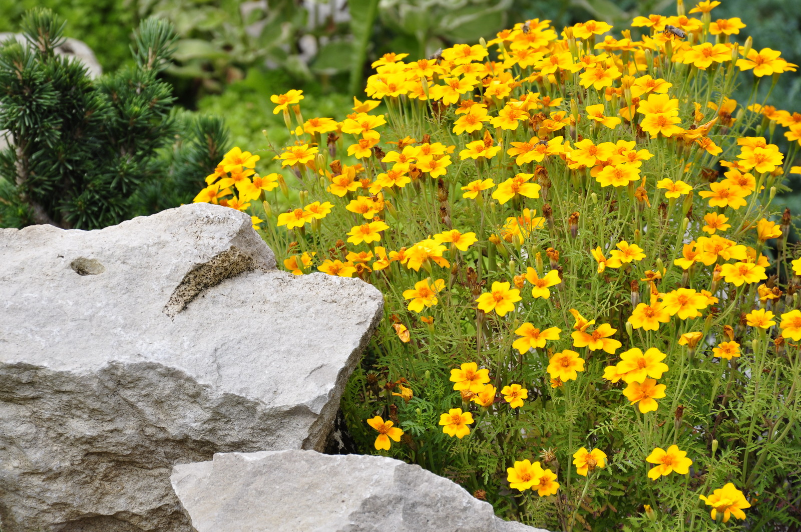 д. Косово - Уход за садом - 100% качество