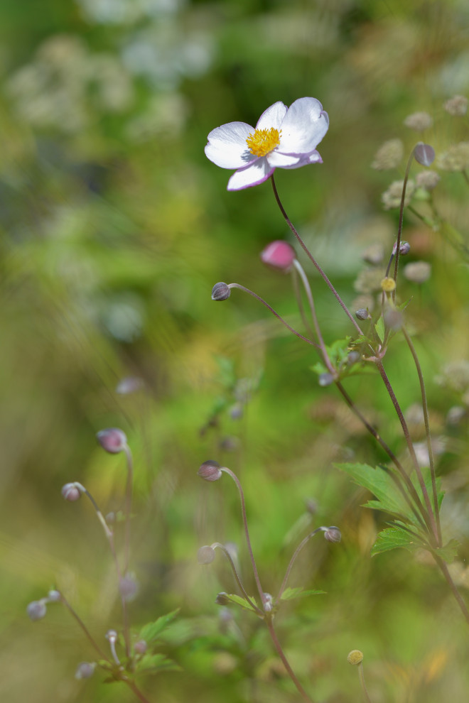 Сад "В духе ретро"