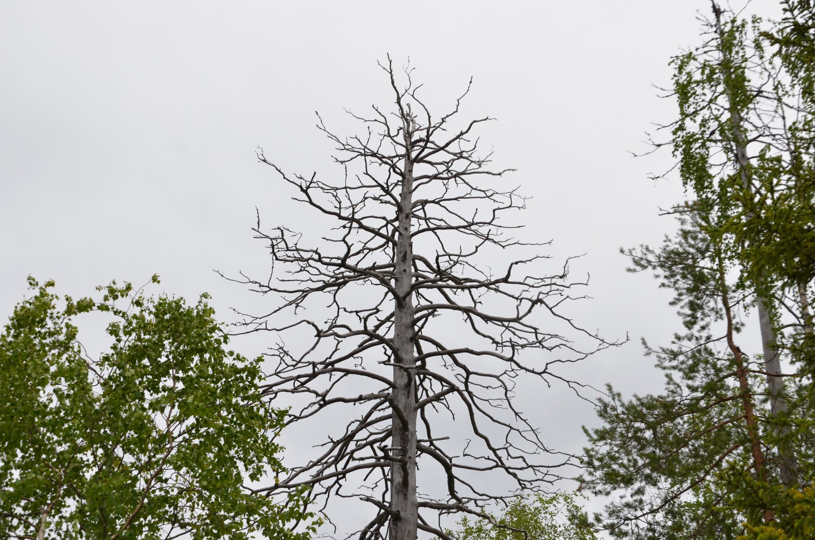 Производство и заготовка