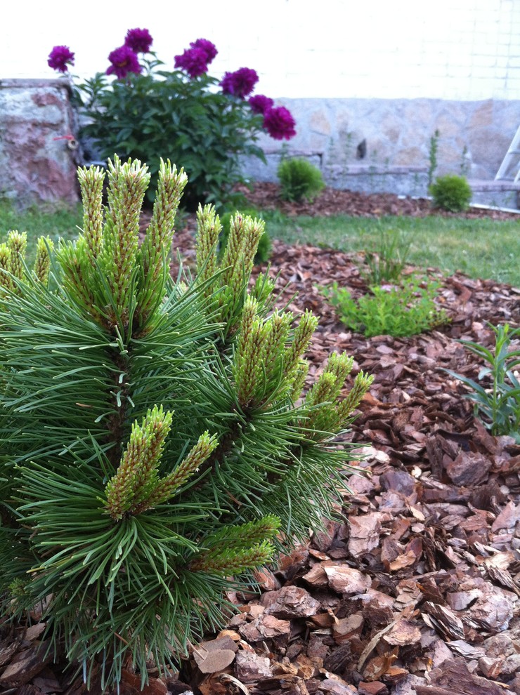 Сад на склоне. Реализация 2016 год