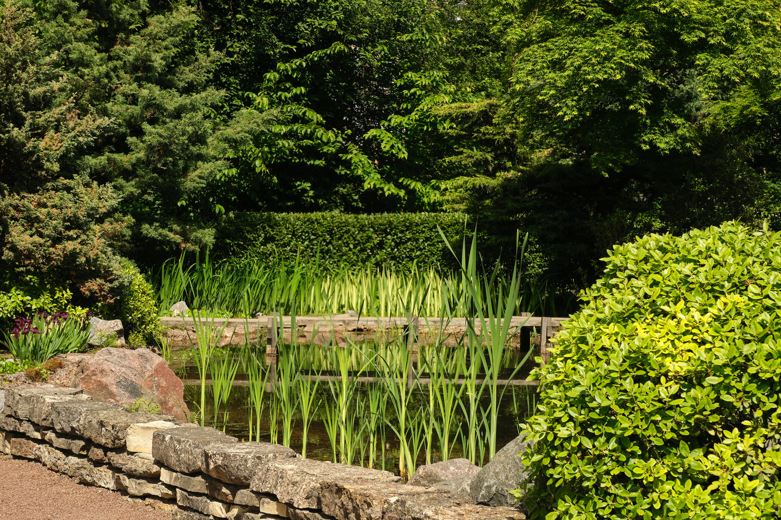 Японский сад в Ботаническом саду БИН РАН, СПб, Петроградка