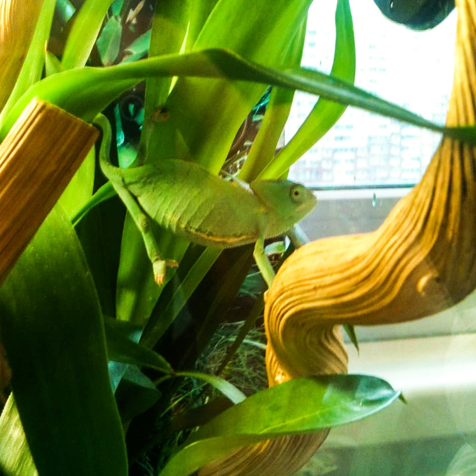 Флорариум 2