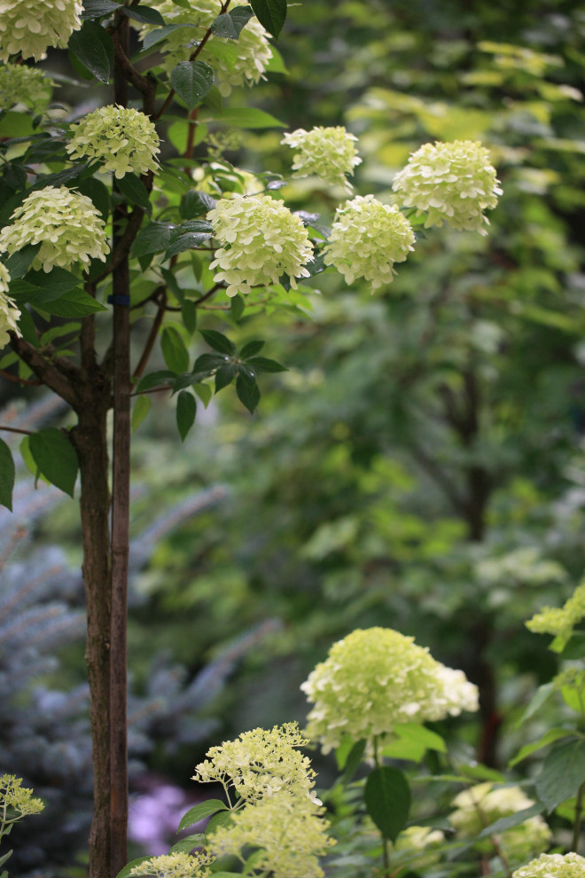 Сад Флориста