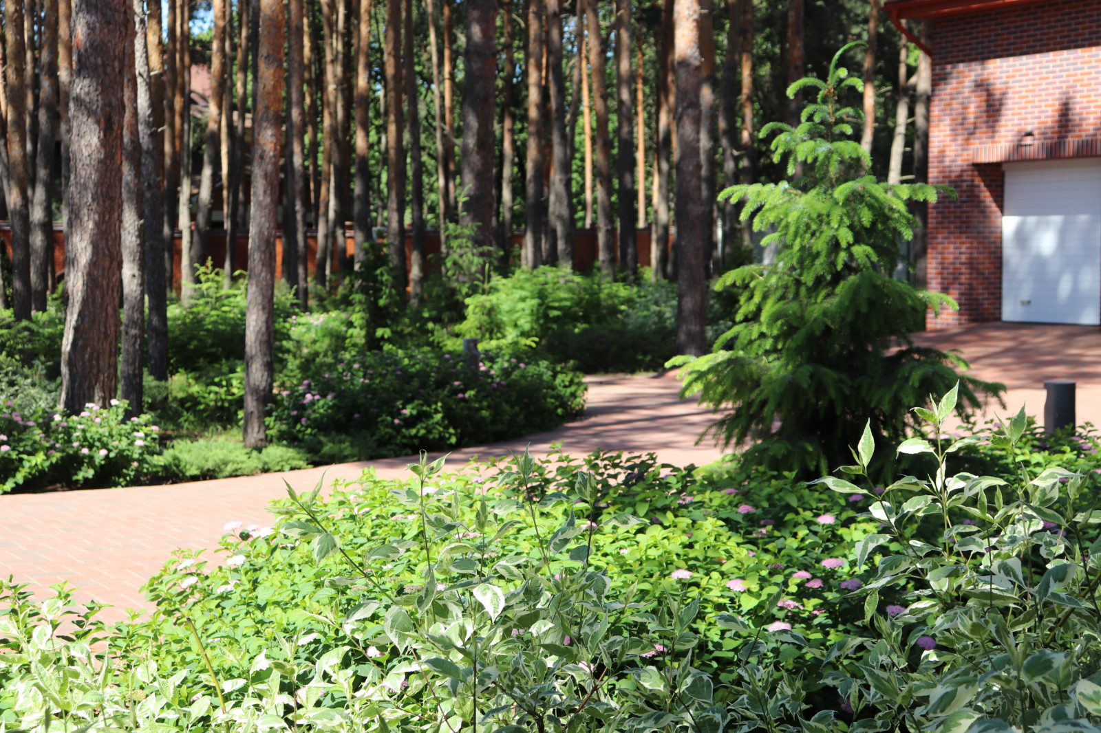 Сад под соснами