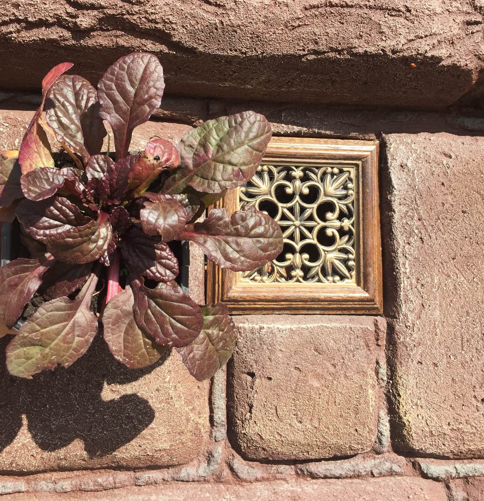 Сад с румянцем