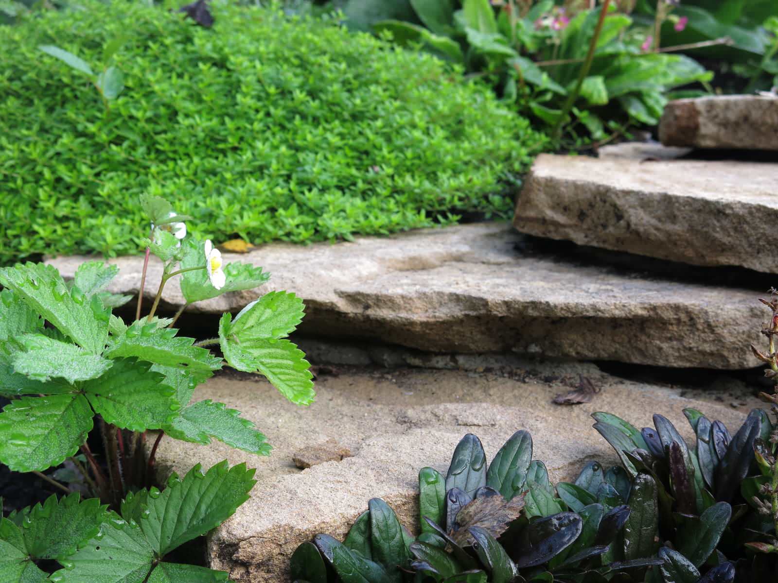 ЯГОДНОЕ ЛУКОШКО (РАСТВОРИВШИСЬ В РАДУГЕ). СЕЗОН 2016. УТРО