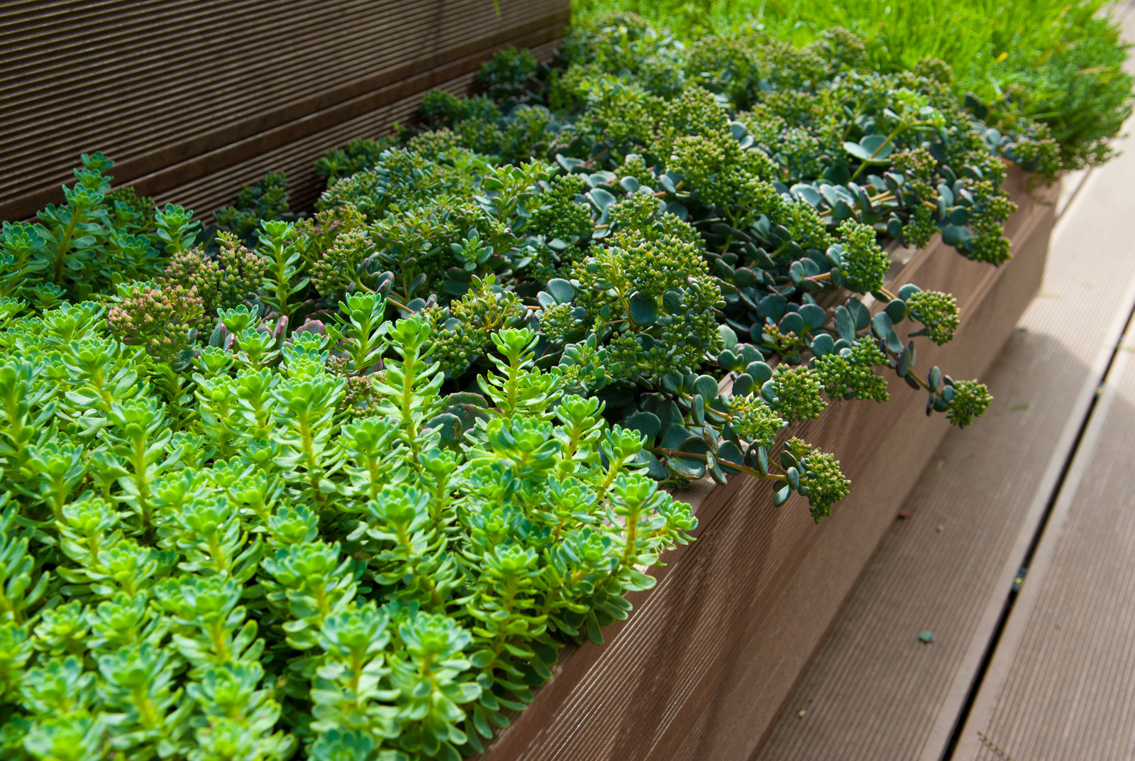 Геометрия в саду