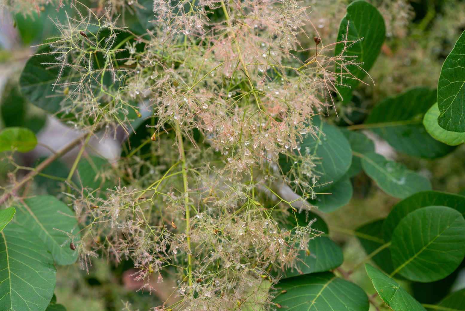Проект недели: Сад «Декорации Метерлинка» на выставке в Москве