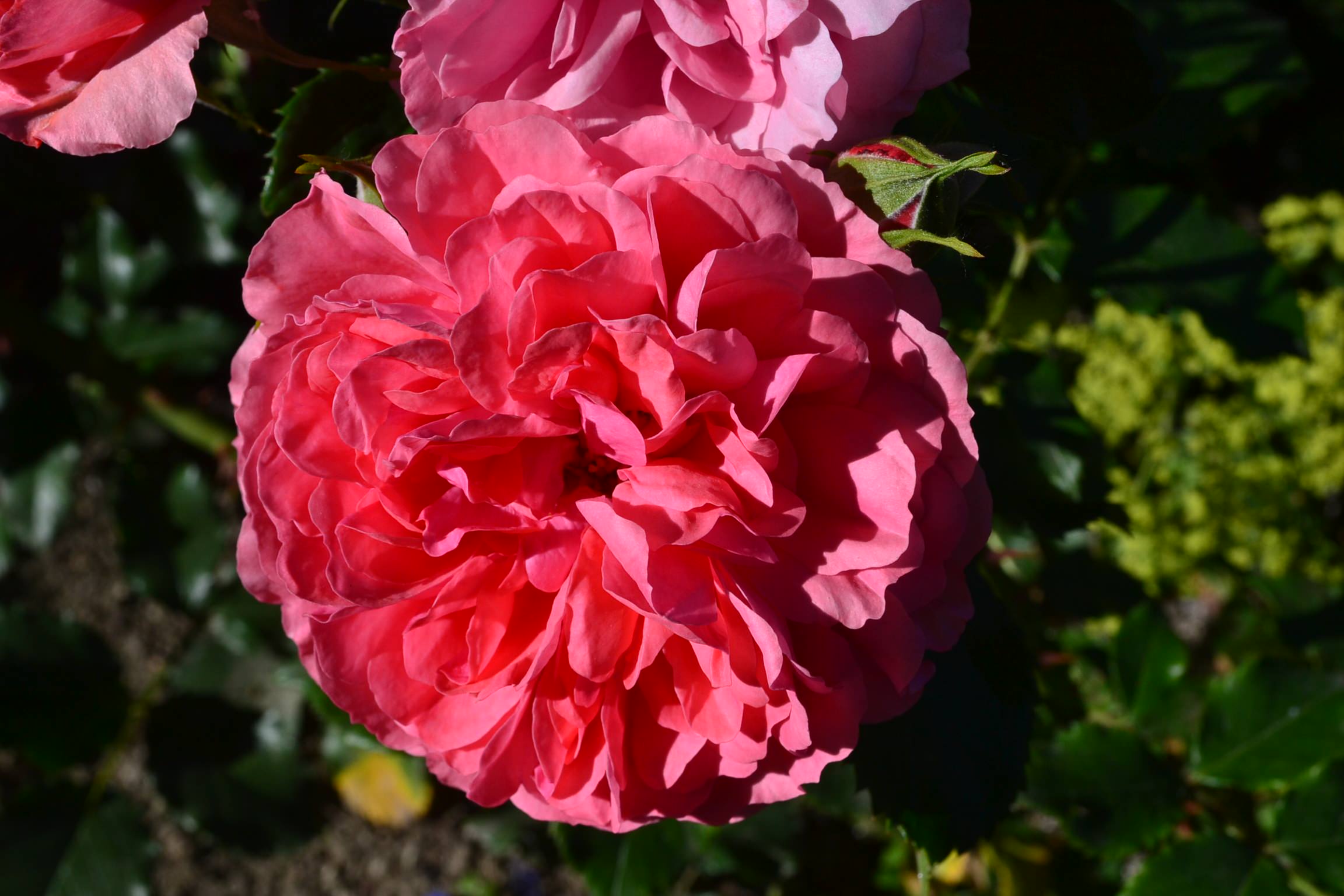 Проект недели: «Сад парфюмера» под Калининградом