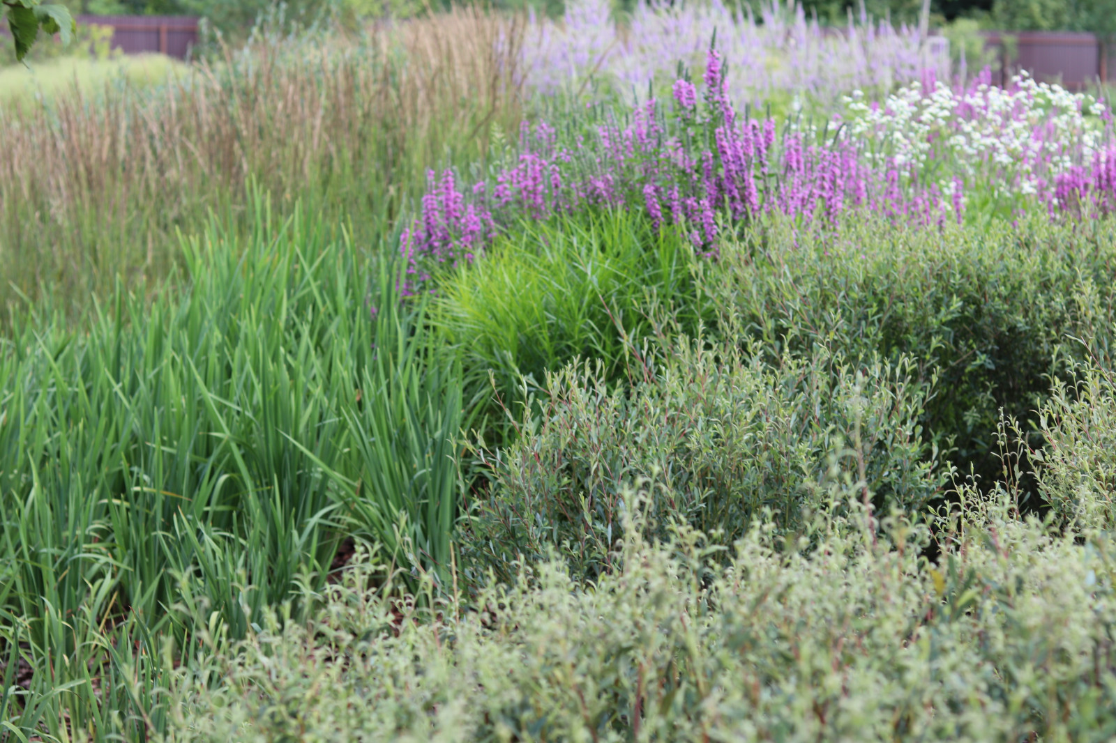 WB Берег пруда (май,июнь)