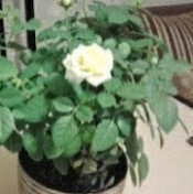 Ирина Севостьянова