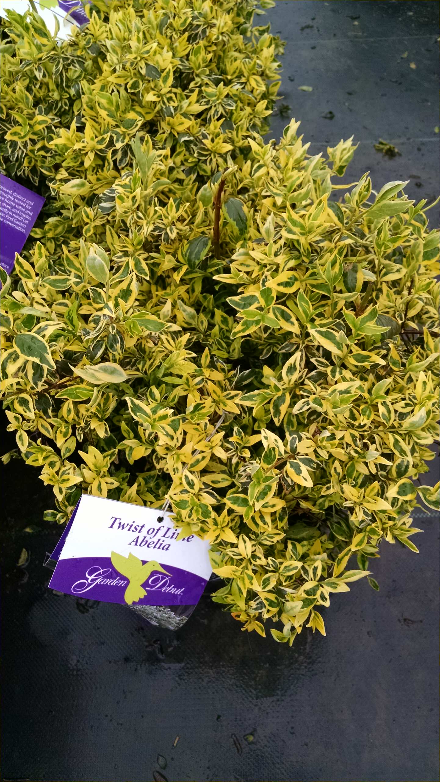 Осенний сад: Критерии выбора посадочного материала