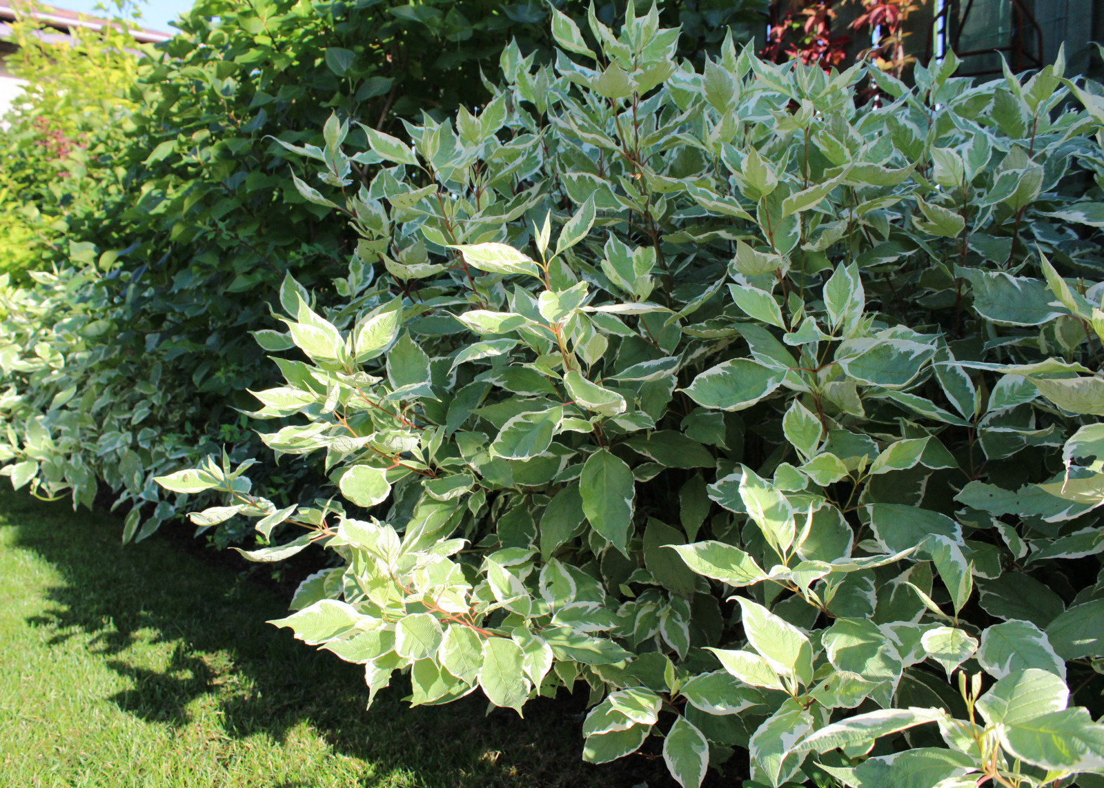 Обложка проекта: Запорожское