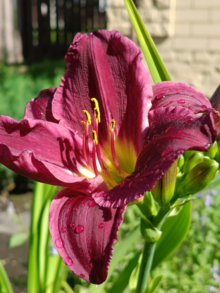 Современный цветник