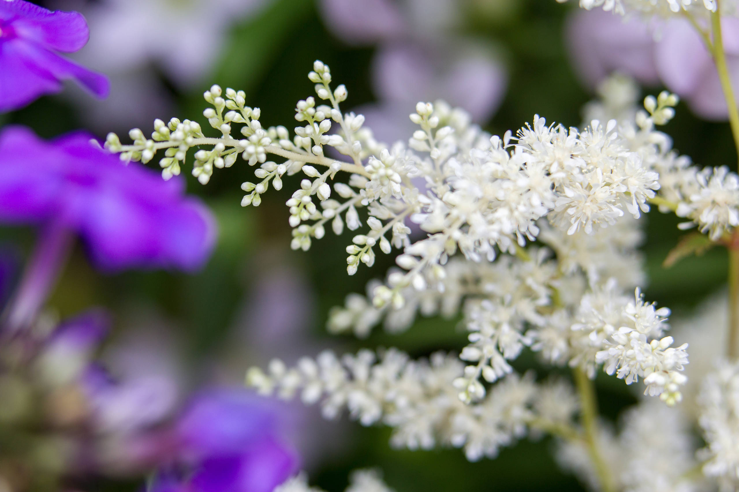 Проект недели: Французский сад на выставке в Москве