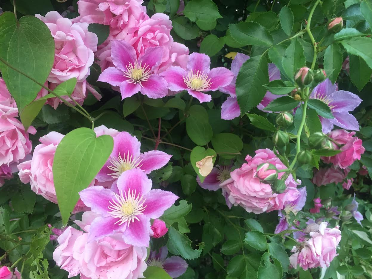 Романтический сад