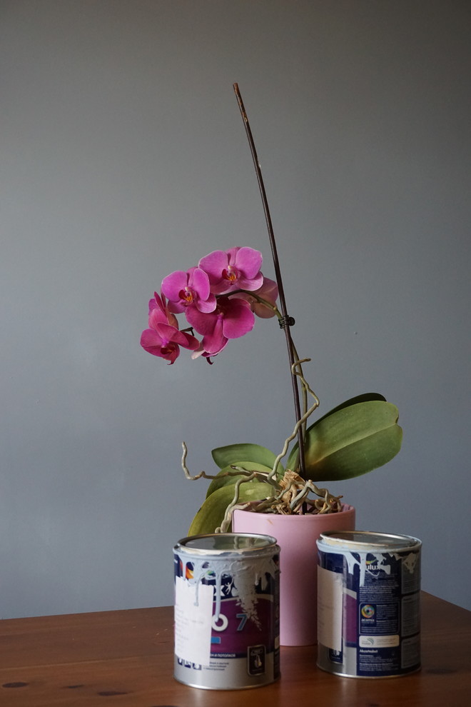 Личный опыт: Как покрасить стену, если у вас четверо детей и одна кошка