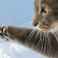 Лёшка Горбунов