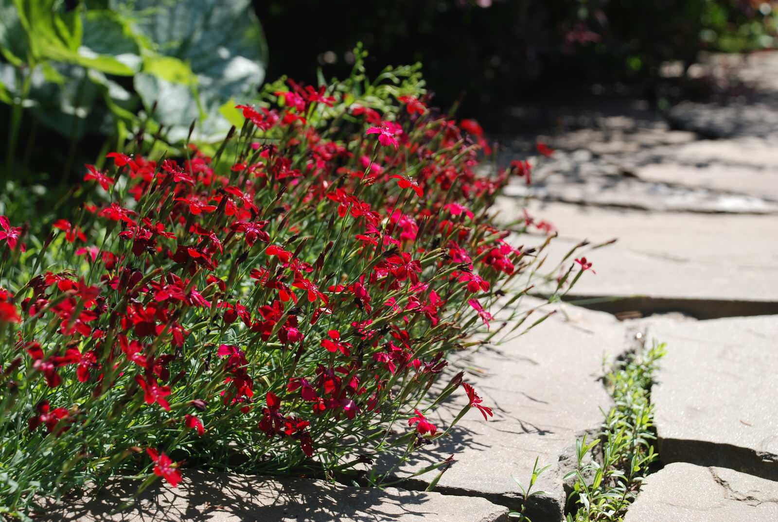 Лесной участок в КП "РИИТА"