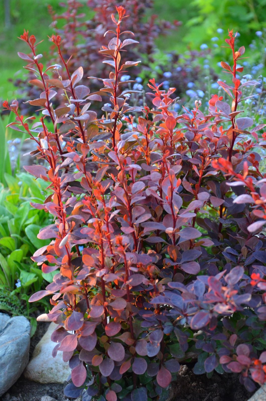 Садовый участок