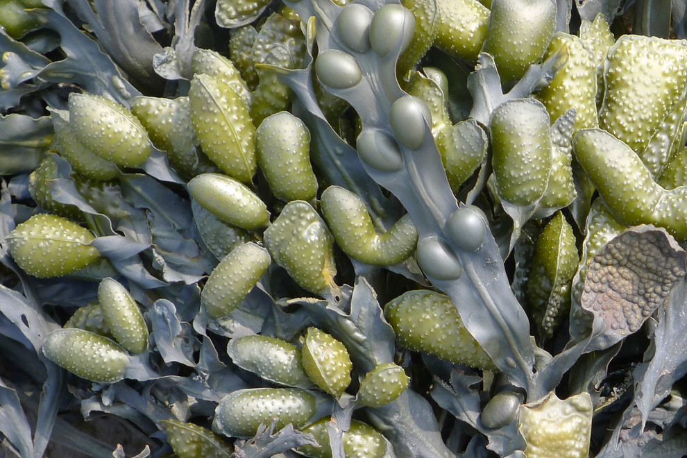 Арт, да и только: 47 ковров — объектов искусства и предметов гордости