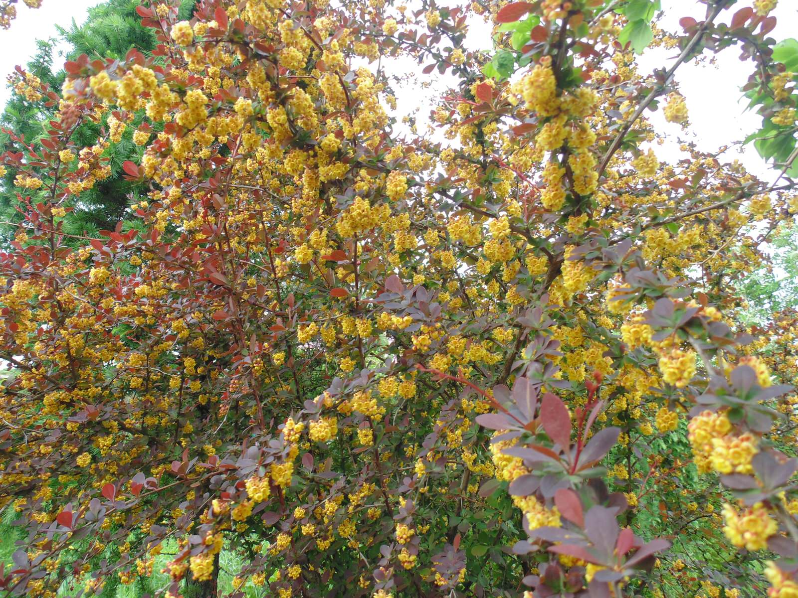 Наш собственный сад