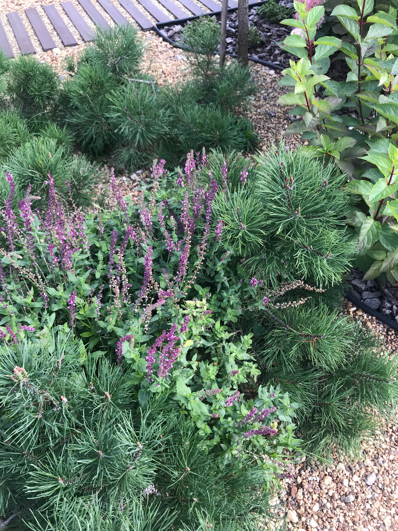 Садовый минимализм