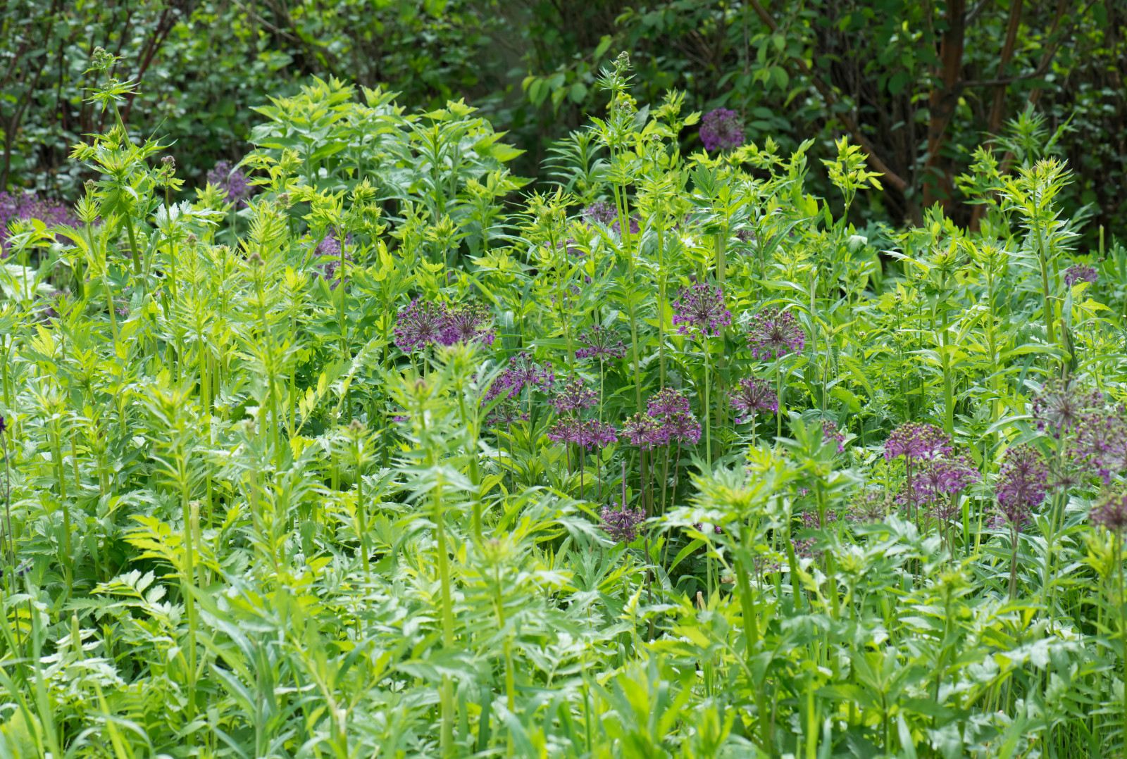 Большой сад в пригороде