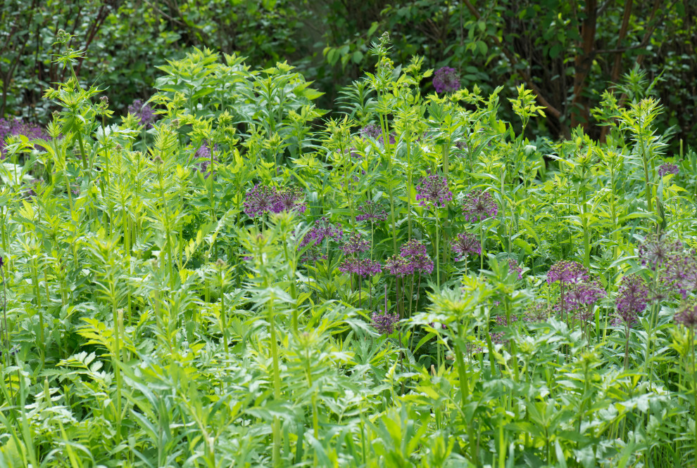 Большой сад в пригороде