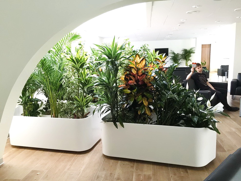 Обложка проекта: Озеленение автосалона Lexus г. Хабаровск