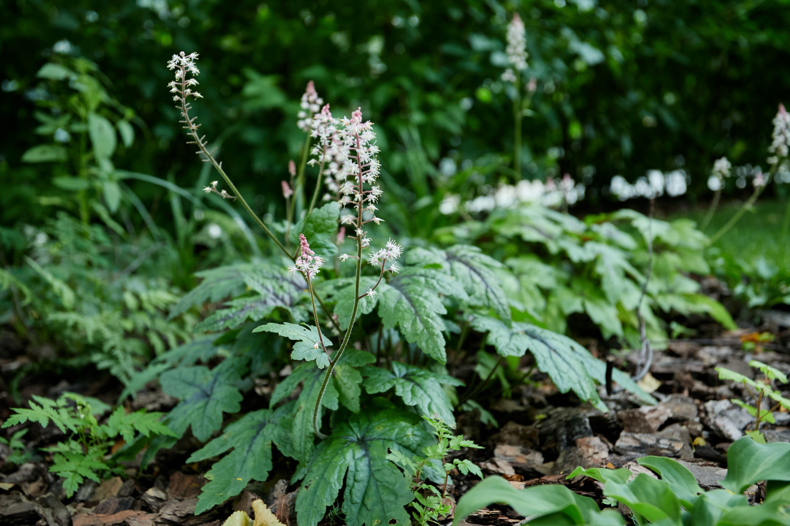Проект "Современный сад"