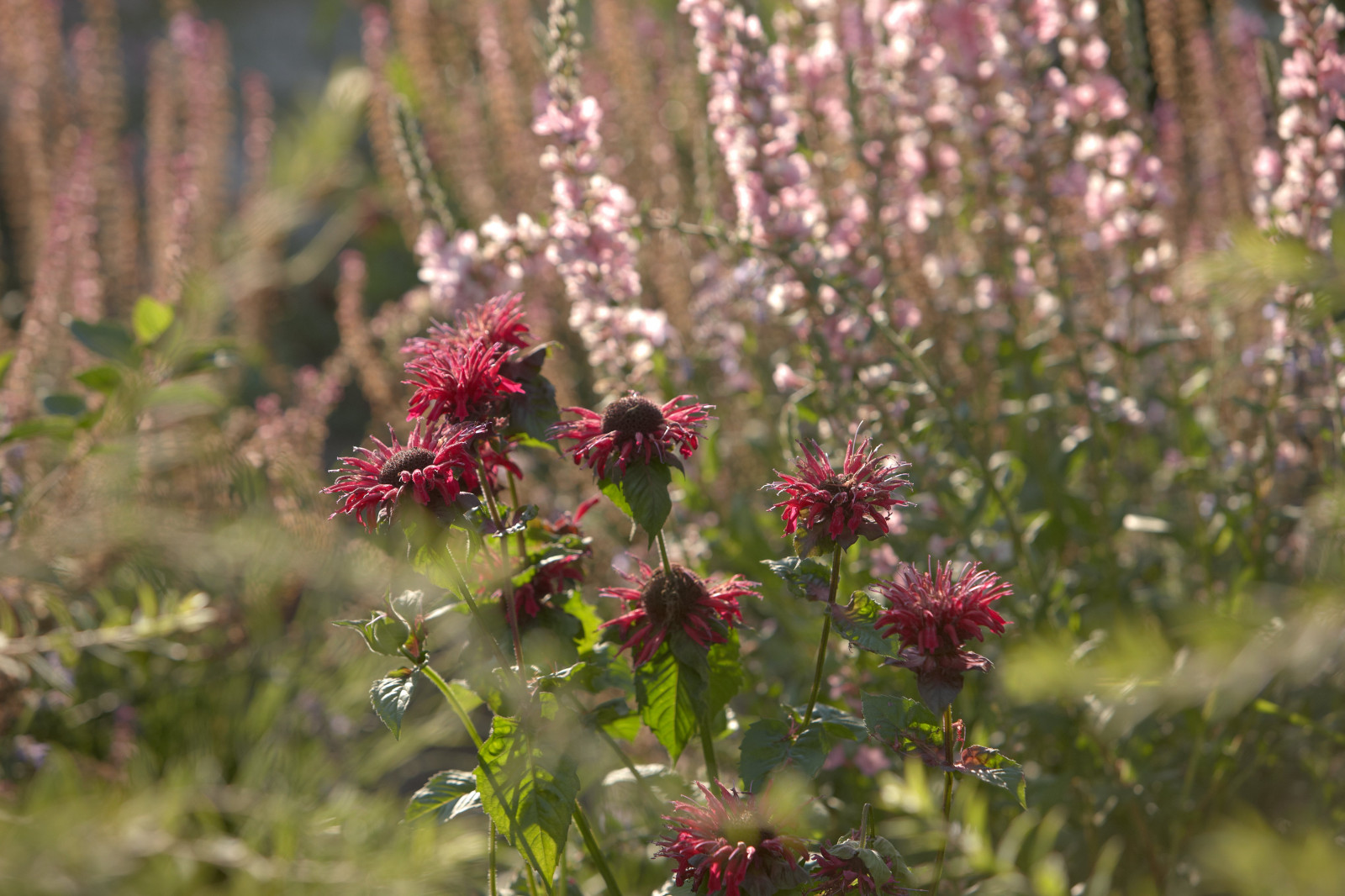 Обложка проекта: Отражение в каплях росы