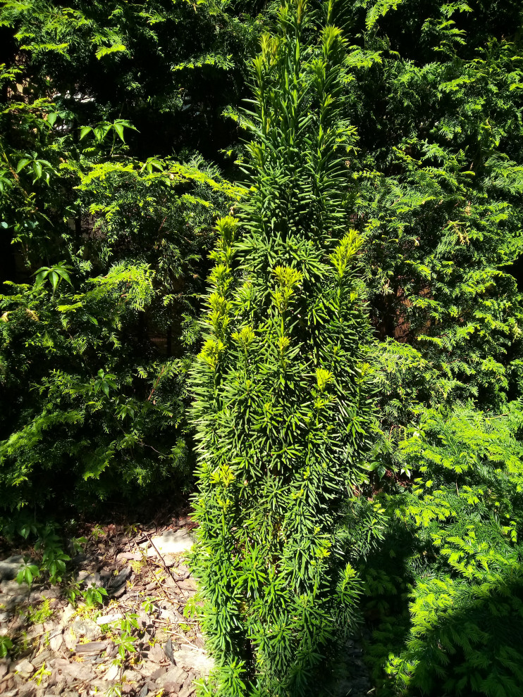 Уход за растениями г. Калининград