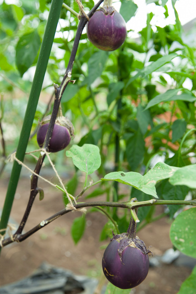 Мир дизайна: 10 огородников-любителей показывают урожай со своих грядок