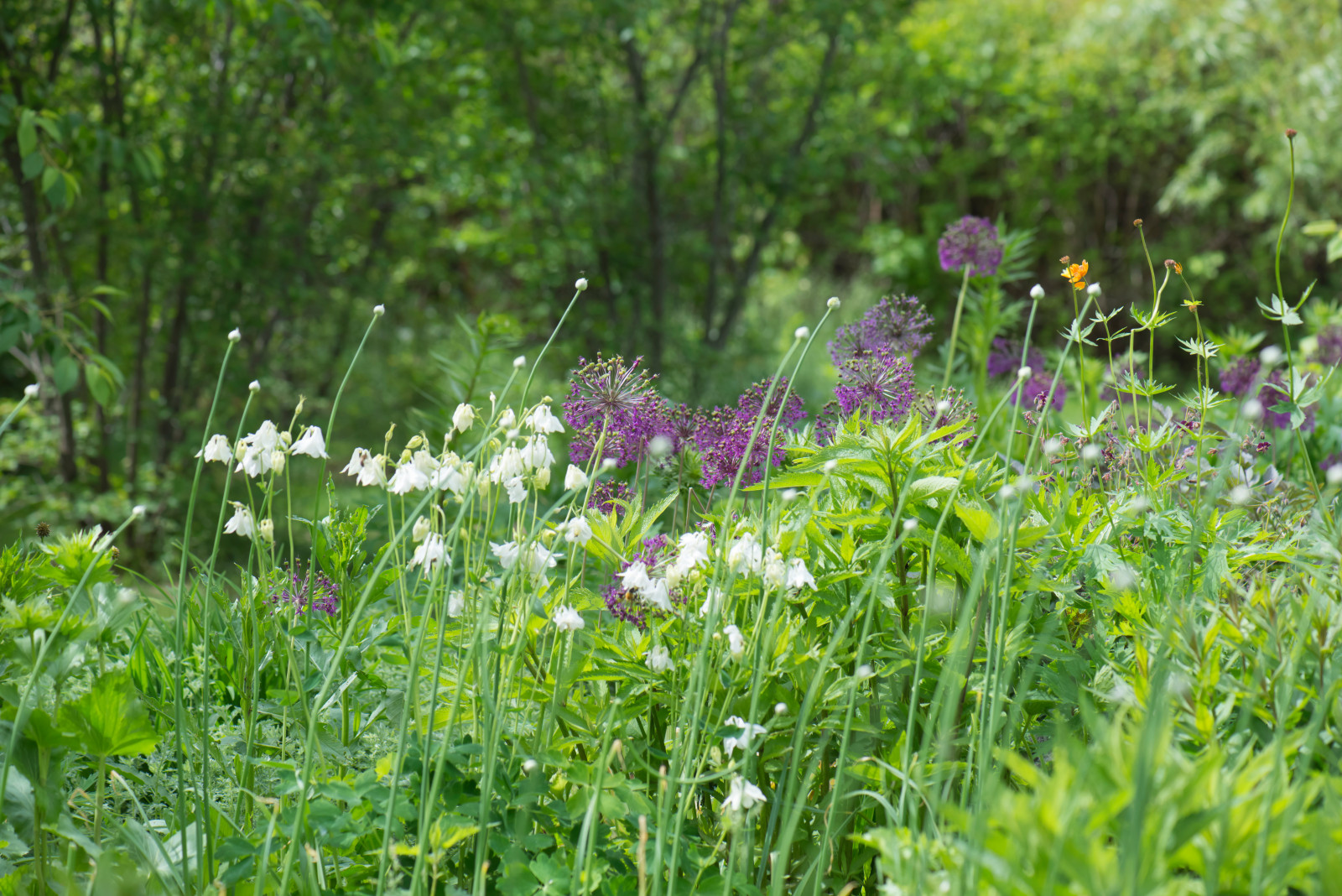 Большой сад в пригороде