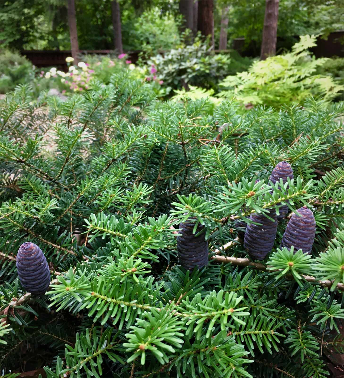 Академическая дача