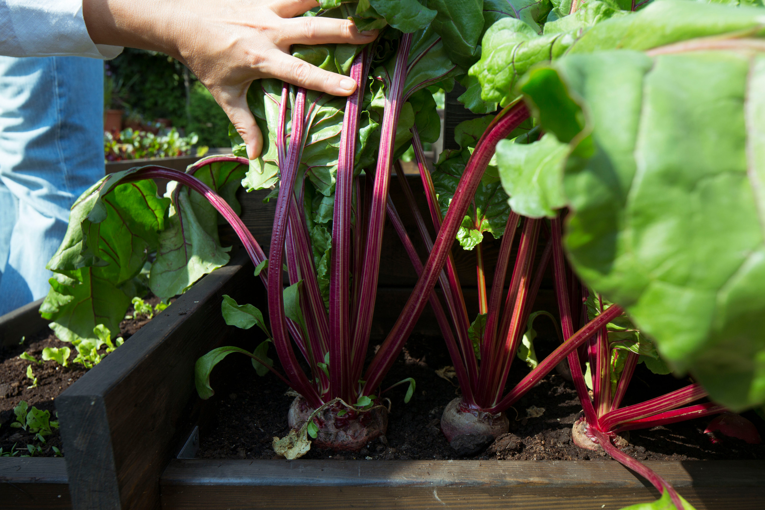 Азы садовода: Севооборот овощных культур и совместимость растений
