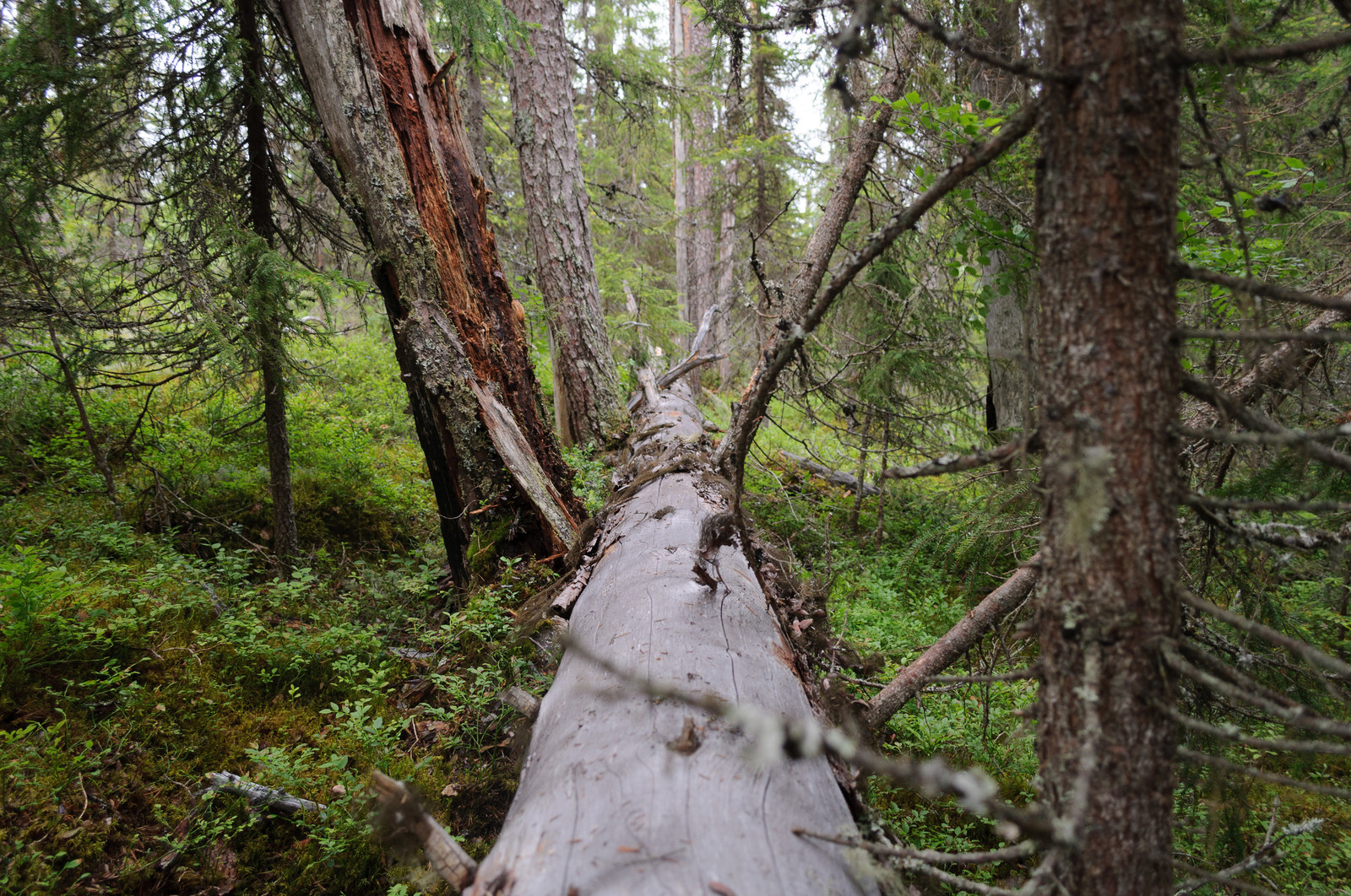 Производство и заготовка