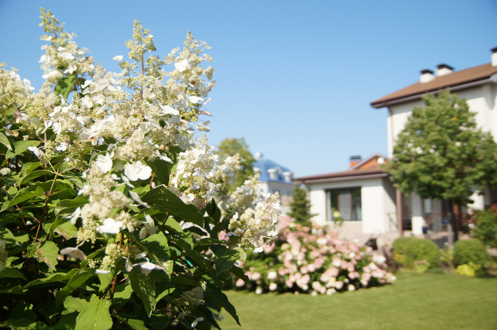 Гортензии много не бывает.