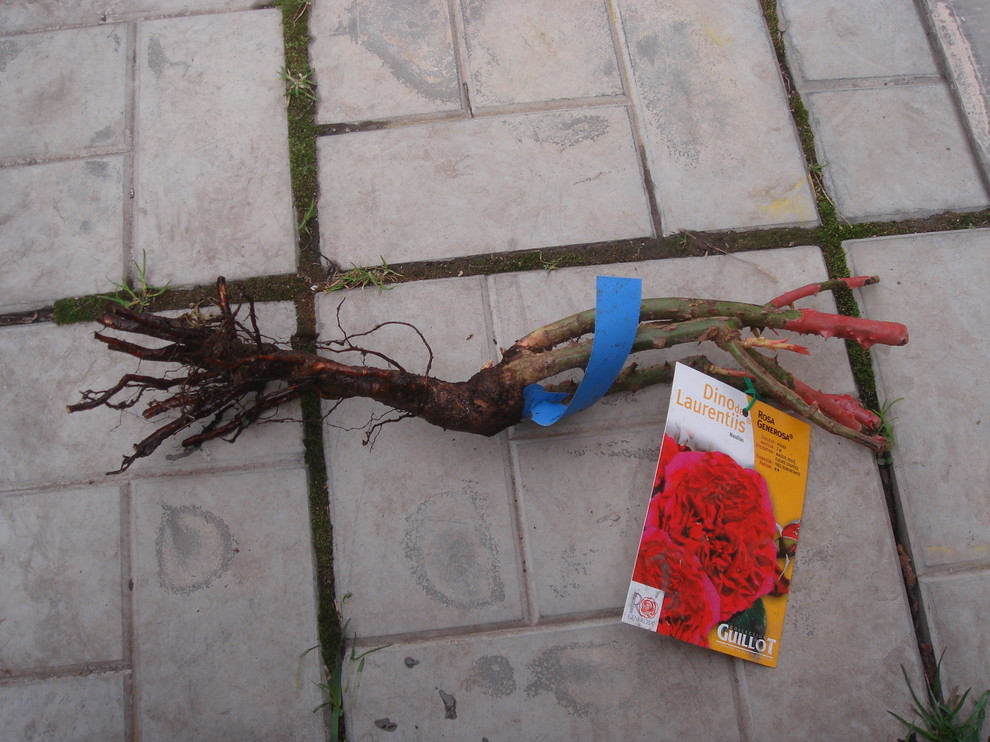 Как правильно: Выбрать саженцы роз для посадки