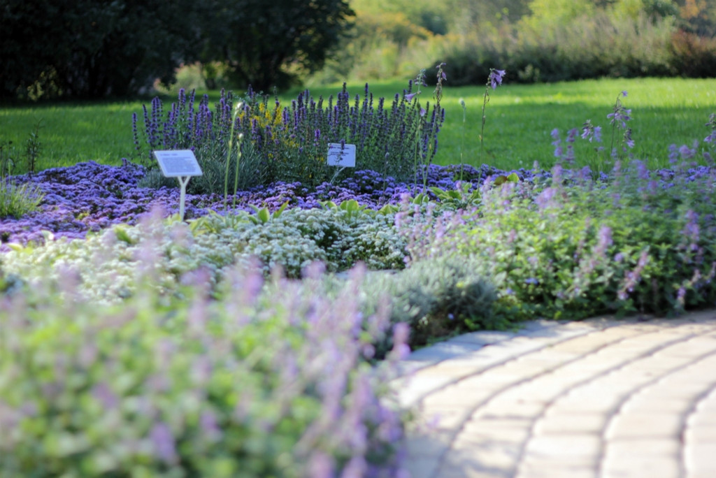 Ландшафт. Цветник в ГБС Москвы (по заказу ландшафтной компании «Формула Сада»)