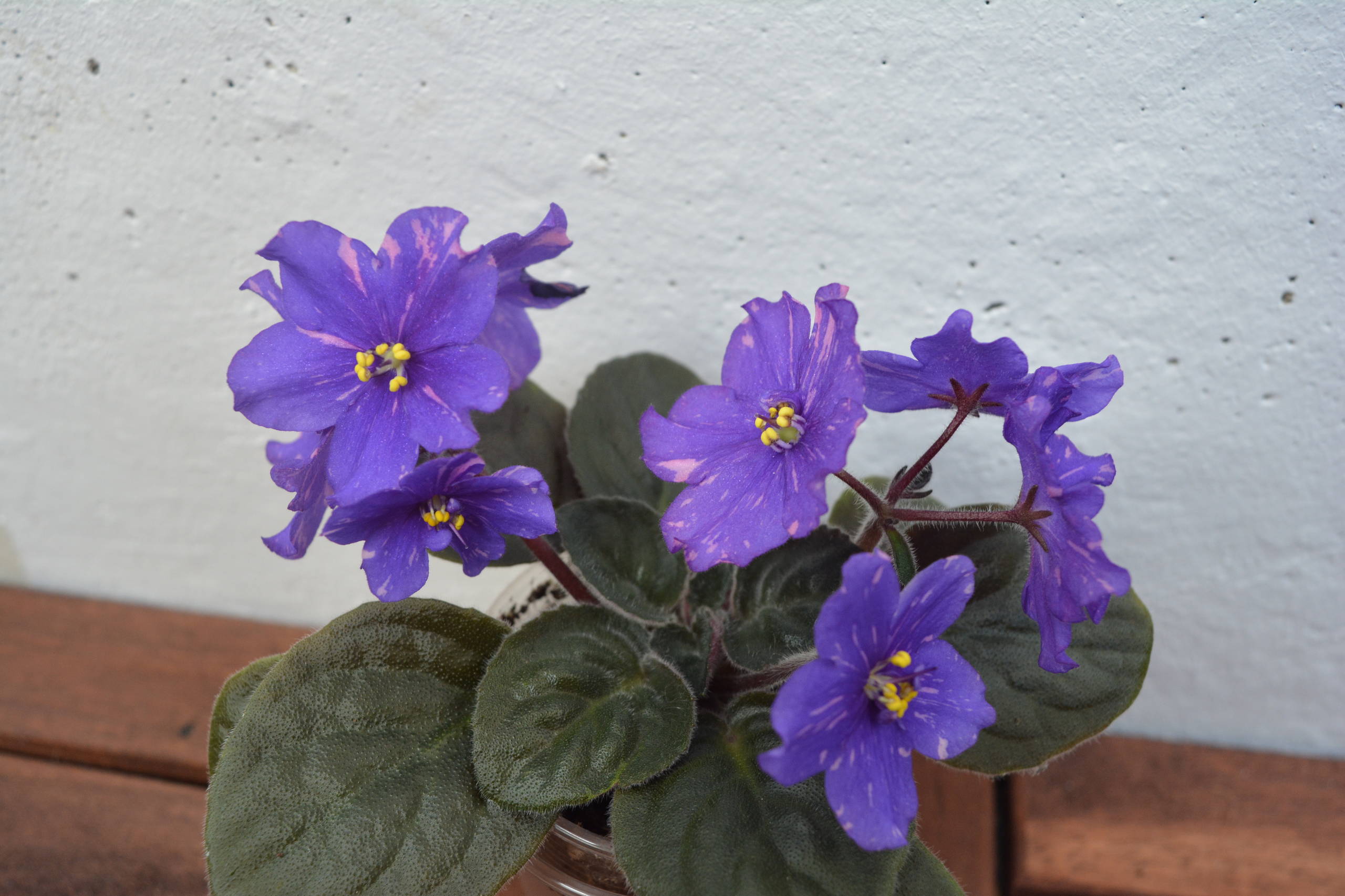 Растение месяца: Сенполия на подоконнике