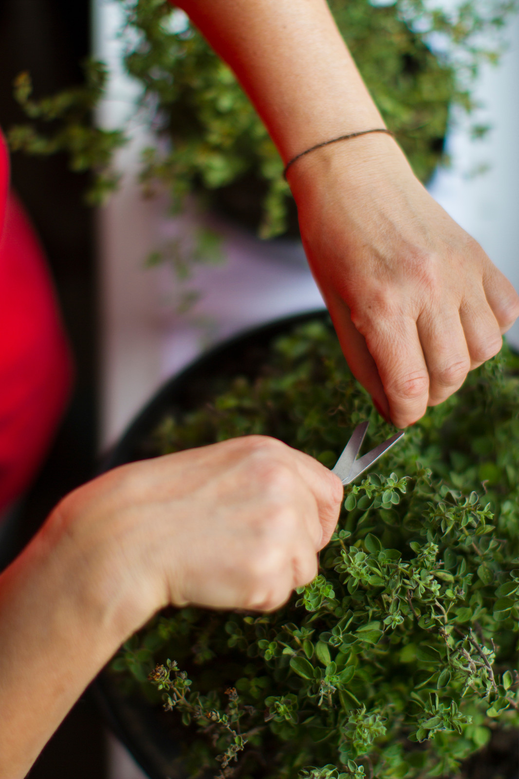 Павлинье гнездо