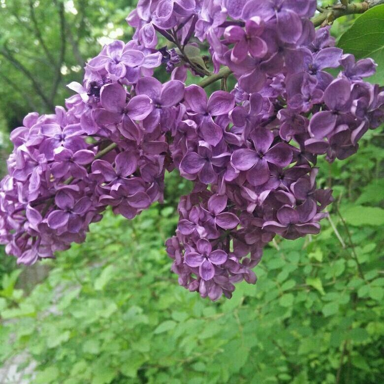 Как правильно: Выбрать и посадить сирень в своем саду